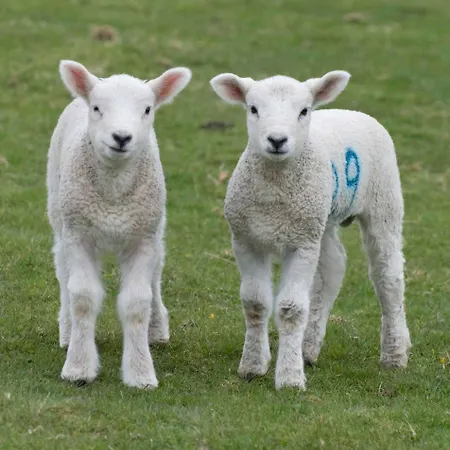 Gospodarstwo wiejskie Ravenstone